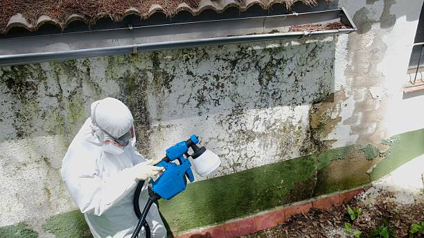 Trusted Mold Removal service in Largo, MD - Cheap Mold Removal